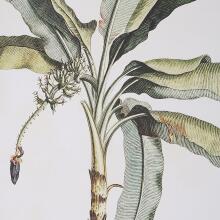Banana Palm-Botanical Prints