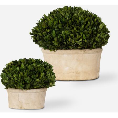 Preserved Boxwood-Trees-Greenery