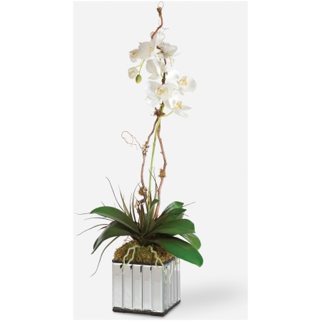 Kaleama Orchids-Botanicals