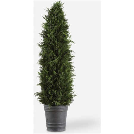 Cypress Cone-Trees-Greenery