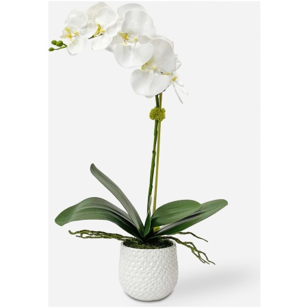 Cami Orchid-Botanicals