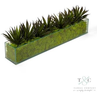 Agave in Rectangular Glass with Green Moss - 24L x 4W x 7H Floral Arrangement