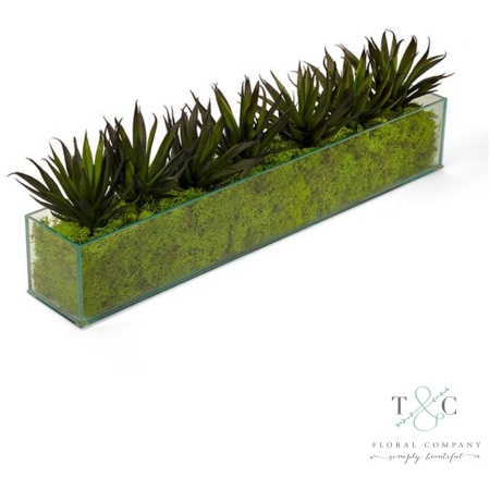 Agave in Rectangular Glass with Green Moss - 24L x 4W x 7H Floral Arrangement