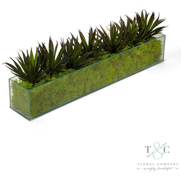 Agave in Rectangular Glass with Green Moss - 24L x 4W x 7H Floral Arrangement