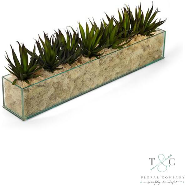 Agave In Rectangular Glass With Cream Moss - 24L X 4W X 7H Floral Arrangement