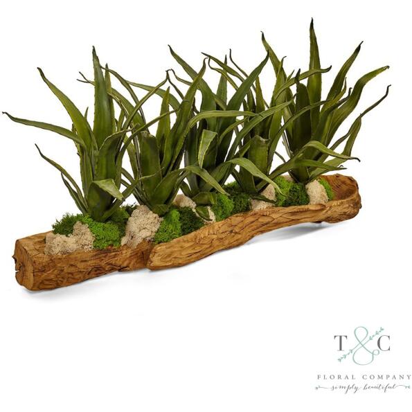 Agave Succulents In A Wood Log - 36L X 12W X 19H Floral Arrangement