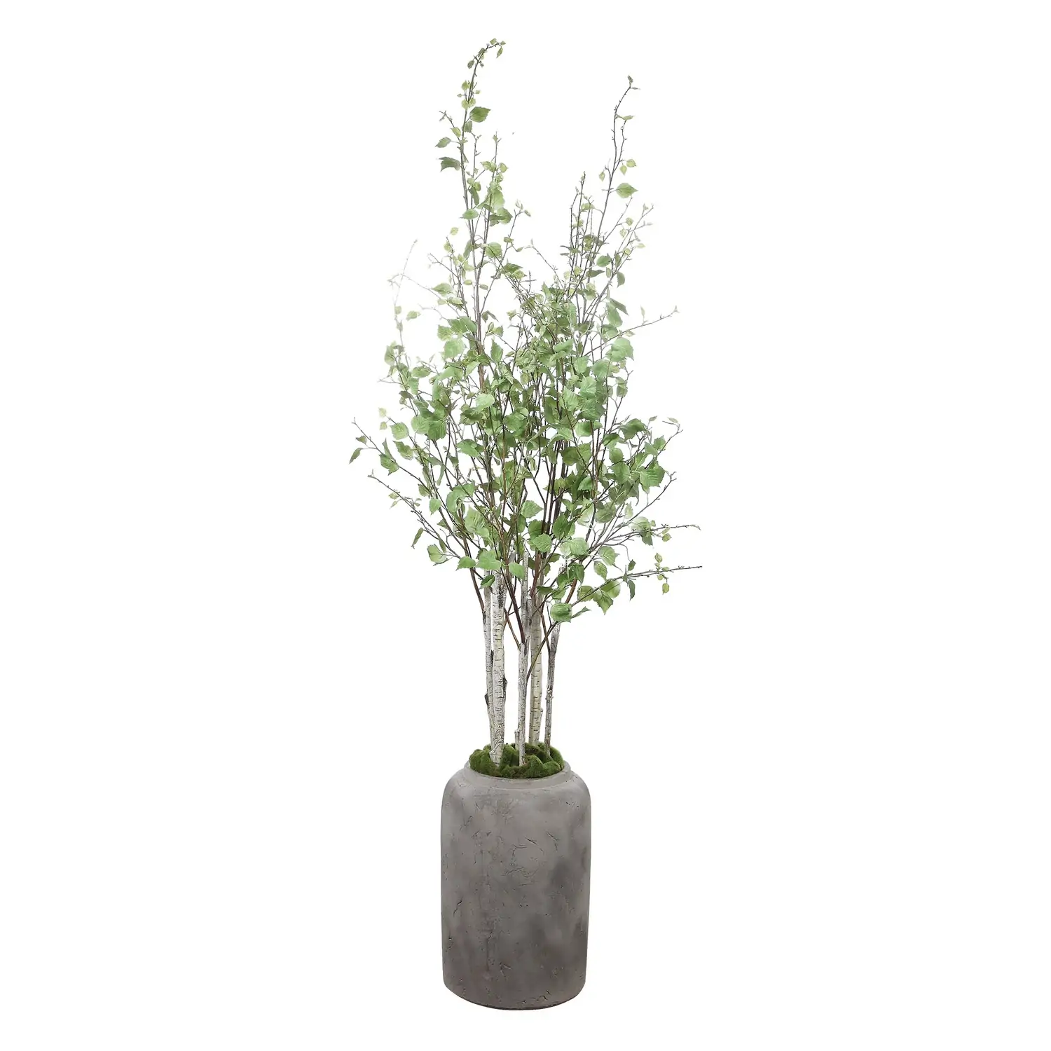 Aldis-Trees-Greenery
