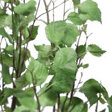 Aldis-Trees-Greenery