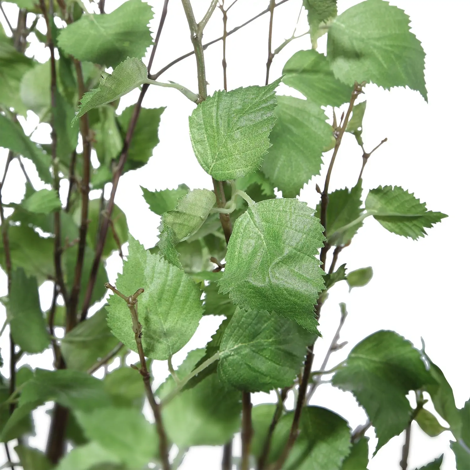 Aldis-Trees-Greenery