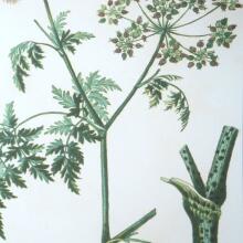 Antique-Leaf / Floral Art