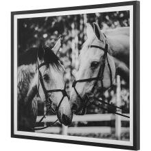 Apple Of My Eye-Horse Prints