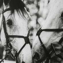 Apple Of My Eye-Horse Prints