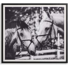 Apple Of My Eye-Horse Prints