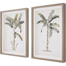 Banana Palm-Botanical Prints