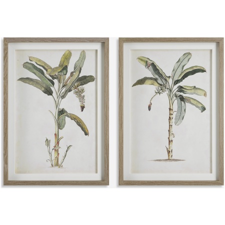 Banana Palm-Botanical Prints