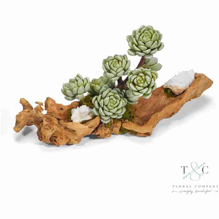 Baby Log filled with Sedum and Quartz - 4L X 5W X 18H Floral Arrangement