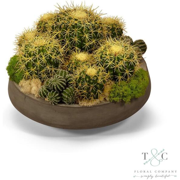 Barrell Cactus In Large Concrete Bowl - 17L X 17W X 15H Floral Arrangement