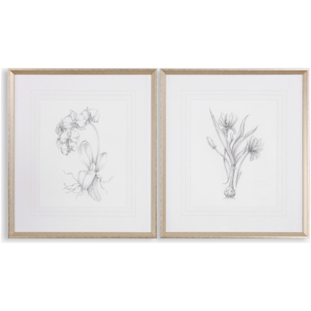 Botanical Sketches-Floral Prints