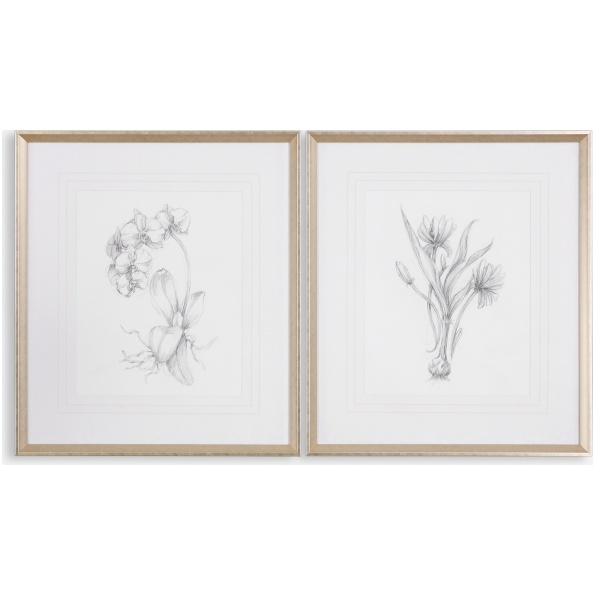 Botanical Sketches-Floral Prints