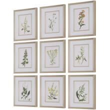 Botanical Flowers-Botanical Prints
