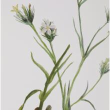 Botanical Flowers-Botanical Prints