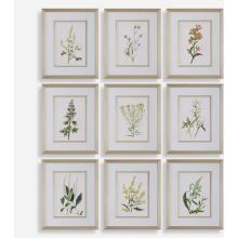 Botanical Flowers-Botanical Prints