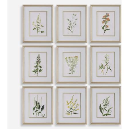 Botanical Flowers-Botanical Prints