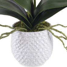 Cami Orchid-Botanicals