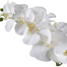 Cami Orchid-Botanicals
