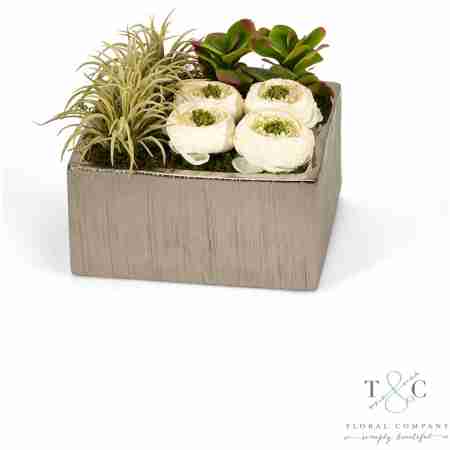 Cream Cabbage Roses in Silver Square - 8L x 8W x 5H Floral Arrangement