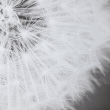 Dandelion Seedhead-Floral Prints
