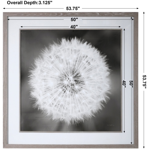 Dandelion Seedhead Framed Print