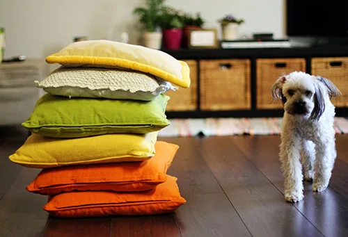 Decorating With Your Pet In Mind North Houston Jpg