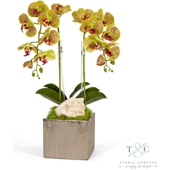 Double Green Orchid In Silver Square - 12L X12W X 24H Floral Arrangement