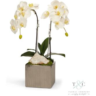 Double White Orchid in Silver Square - 12L x12W x 24H Floral Arrangement