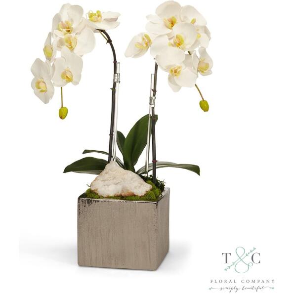 Double White Orchid In Silver Square - 12L X12W X 24H Floral Arrangement