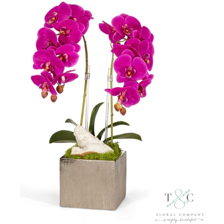 Double Fuchsia Orchid in Silver Square - 12L x12W x 24H Floral Arrangement