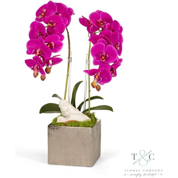 Double Fuchsia Orchid In Silver Square - 12L X12W X 24H Floral Arrangement