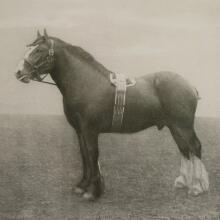 Equine Dynasty-Horse Prints