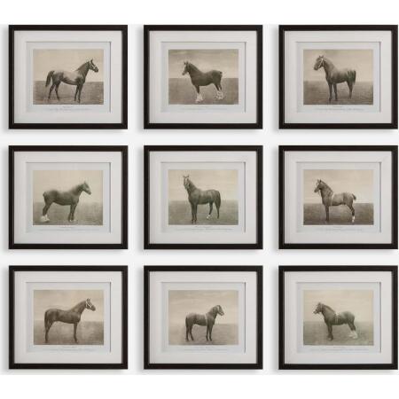 Equine Dynasty-Horse Prints