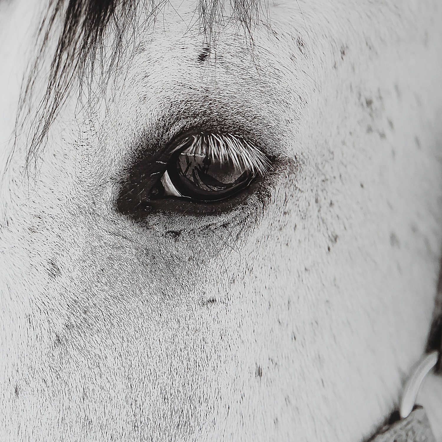 Eye Of The Beholder-Horse Prints