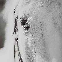 Eyes On The Prize-Horse Prints