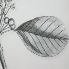 Farmhouse Florals-Botanical Prints