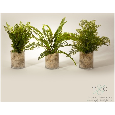 Ferns in Clear Glass - Set of 3 - 12L x 12W x 12H Floral Arrangement