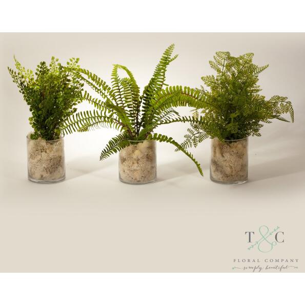 Ferns In Clear Glass - Set Of 3 - 12L X 12W X 12H Floral Arrangement