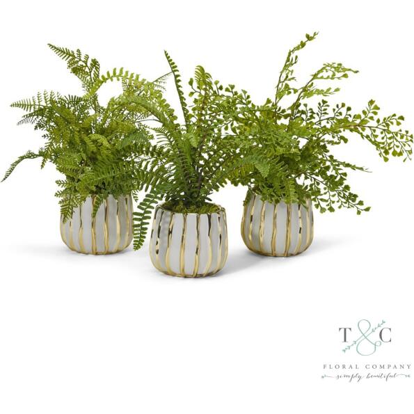 Fern - 3 Pack - 12L X 12W X 12H  Floral Arrangement