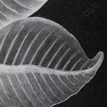 Foliage-Leaf Prints