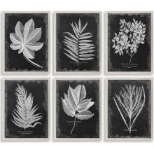 Foliage-Leaf Prints