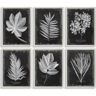 Foliage-Leaf Prints