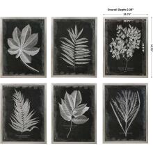 Foliage-Leaf Prints